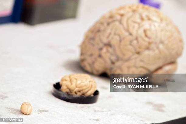 Preserved brains of a rat, raccoon, and human in Dr. Kelly Lambert's lab at the University of Richmond in Richmond, Virginia, on August 2, 2022. The...