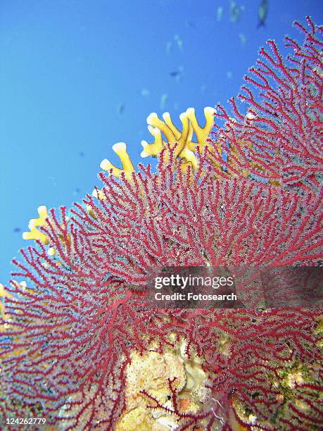 splendid knotted fan coral (acabaria splendens).ras za'atar, ras mohamed national park, sharm el sheikh, south sinai, red sea, egypt. - scheich stock-fotos und bilder