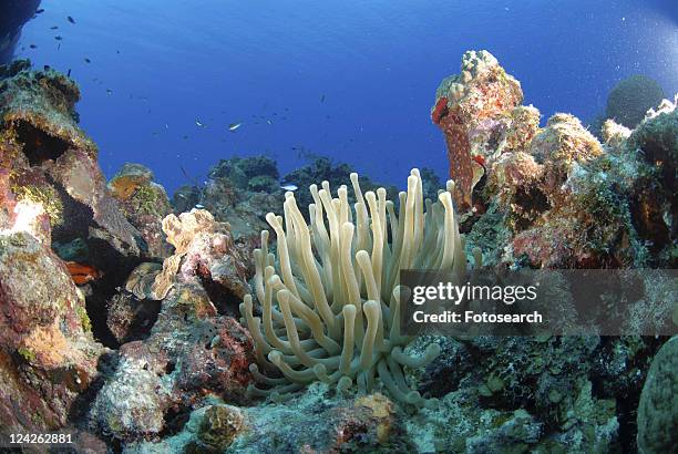 bubbletip anemone (condylactis gigantea) amidst coral and sponge reef, cayman islands, caribbean - condylactis anemone stock pictures, royalty-free photos & images