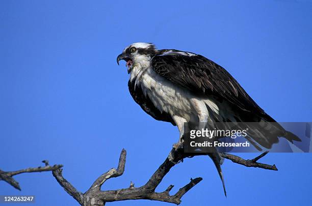 federn, animals, aves, beak - fischadler stock pictures, royalty-free photos & images