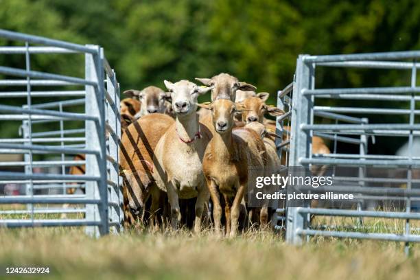 August 2022, North Rhine-Westphalia, Bad Sassendorf: Sheep run through a sluice at the paddock service dog competition at the Schaftage at Haus...