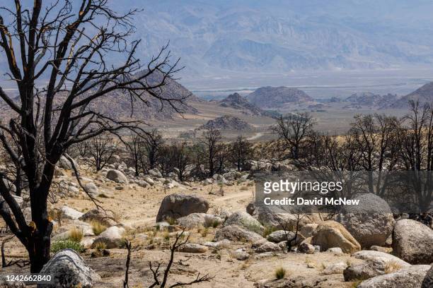 Forest burned in the 2021 Inyo Creek Fire is seen with the Alabama Hills in the distance on August 22, 2022 near Lone Pine, California. This year,...