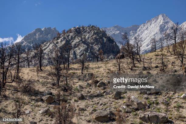 Forest burned in the 2021 Inyo Creek Fire that occurred in the region near Mount Whitney, the highest mountain in the contiguous United States at...