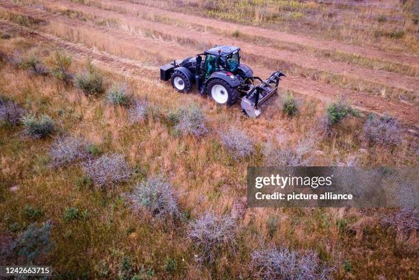 August 2022, Mecklenburg-Western Pomerania, Alt Steinhorst: A tractor is used to push a forestry mulcher through the former buckthorn plantation of...