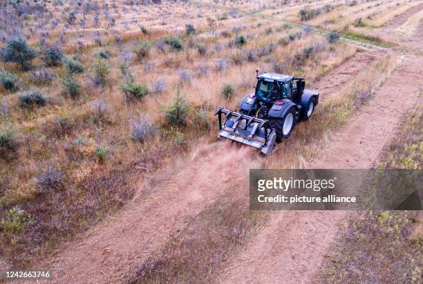 August 2022, Mecklenburg-Western Pomerania, Alt Steinhorst: A tractor is used to push a forestry mulcher through the former buckthorn plantation of...