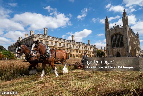 David Lawless working with shire horses Cosmo and Boy to harvest the wildflower meadow at King's College Cambridge. The heavy horses from Waldburg...