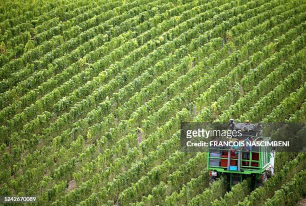 Harvesters collect Chardonnay grapes for Champagne wine in a vineyard, in Montgueux, central France, on August 23, 2022.