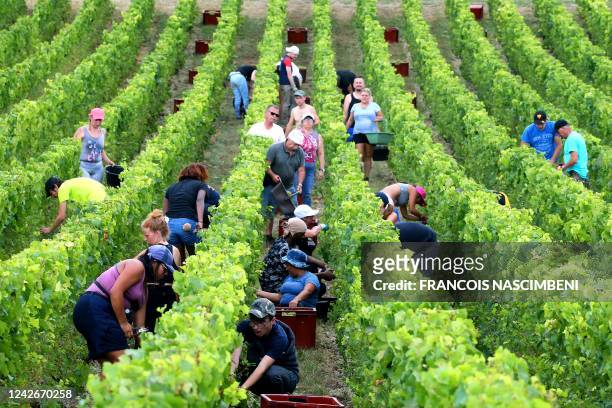 Harvesters collect Chardonnay grapes for Campagne wine in a vineyard, in Montgueux, central France, on August 23, 2022.