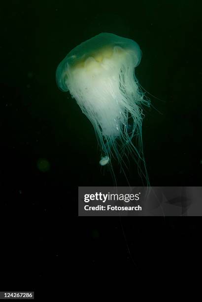 whiting (merlangius merlangius), juvenile on lions mane jellyfish, st abbs, scotland, uk - lions mane jellyfish - fotografias e filmes do acervo