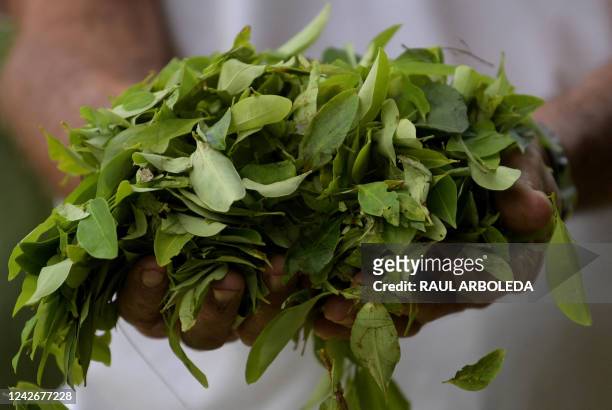 Man holds coca leaves in Catatumbo, Norte de Santander Department, Colombia, on August 20, 2022. - The Catatumbo region is home to the largest area...