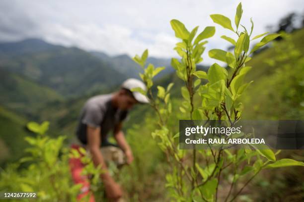 Raspachin, a coca leaf collector, works in a coca plantation in Catatumbo, Norte de Santander Department, Colombia, on August 20, 2022. - The...