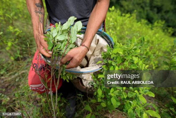 Raspachin, a coca leaf collector, works in a coca plantation in Catatumbo, Norte de Santander Department, Colombia, on August 20, 2022. - The...