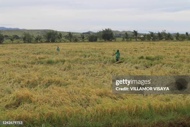 Isabela Rice Field 11 Cabagan Isabela Stock Photos, High-Res Pictures, and Images - Getty ...