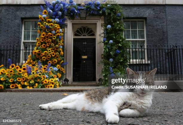 Larry the cat sits in front of a flower arch of Ukraine's national flower, sunflowers, erected outside Number 10 Downing Street in London to mark...