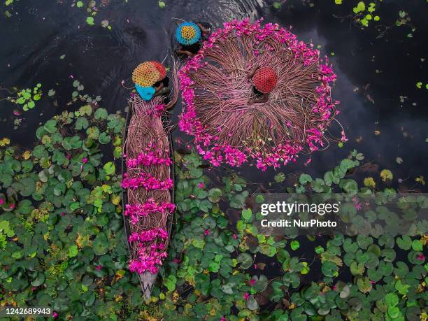 Aerial view of Farmers collecting the Water Lilies while cross the river on a boat in Satla Union, in an over 40 square kilometers river, covered by...