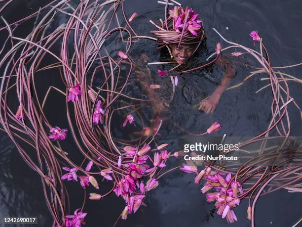 Aerial view of Farmers collecting the Water Lilies while cross the river on a boat in Satla Union, in an over 40 square kilometers river, covered by...