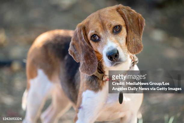 Los Angeles, CA Nancy, one of 4000 beagles rescued from a puppy mill and horrible living conditions at Envigo in Virginia. Gary and Kezia Smith are...