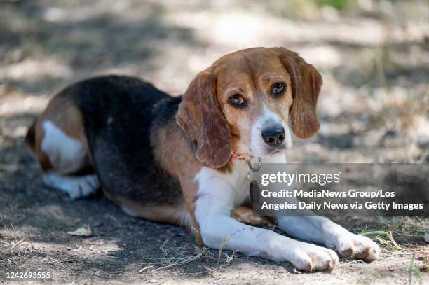 Los Angeles, CA Nancy, one of 4000 beagles rescued from a puppy mill and horrible living conditions at Envigo in Virginia. Gary and Kezia Smith are...