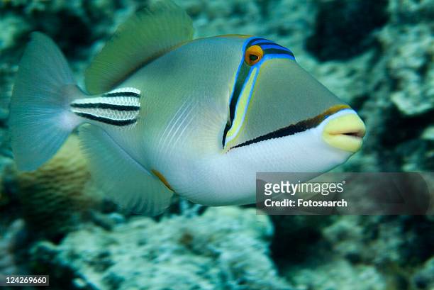 picasso triggerfish (rhinecanthus assasi). red sea. - trigger fish stock pictures, royalty-free photos & images