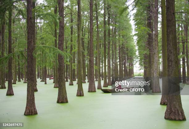 Tourists play at Luyang Lake "Floating Forest" scenic spot in Yangzhou, East China's Jiangsu Province, Aug 24, 2022.