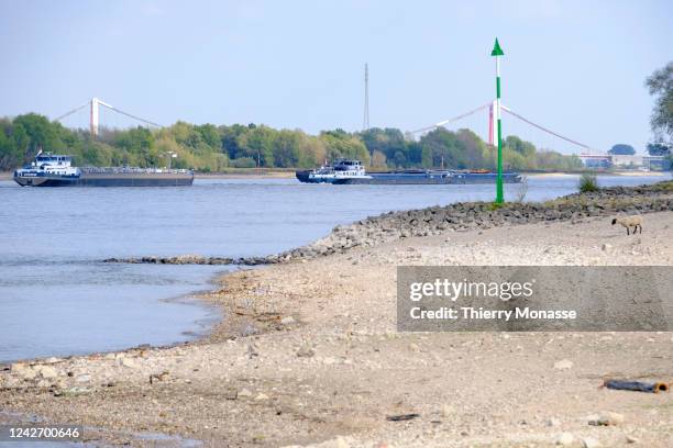 The Dutch flag tanker 'Chimo' and the Cargo ship 'Impuls' are sailing in the middle of the Rhine river on August 23, 2022 in Salmorth, Germany. The...