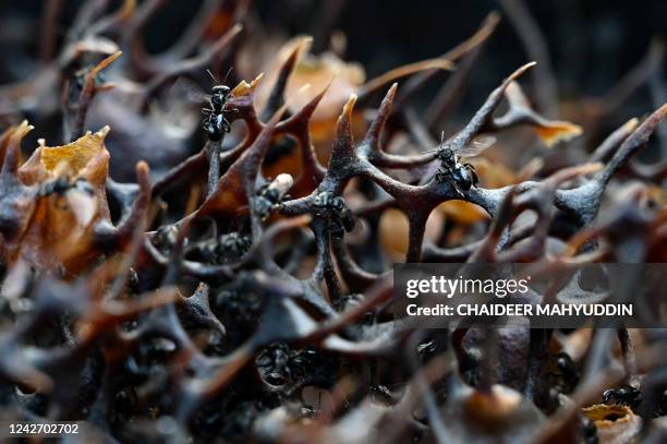 Stingless bees are seen in their hive at an apiary in Blang Bintang, Indonesia's Aceh province on August 25, 2022.