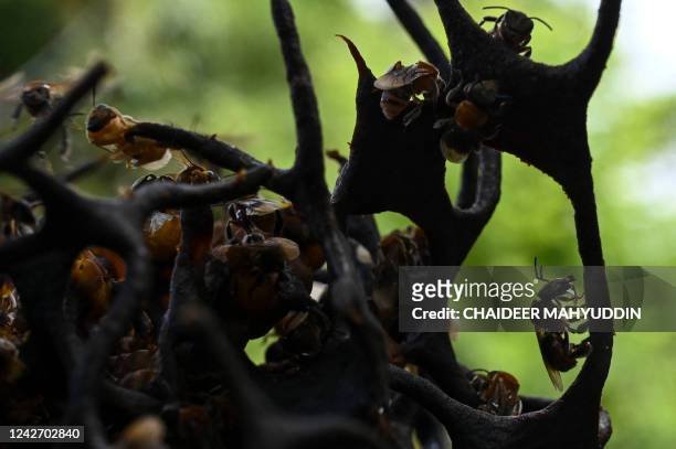Stingless bees are seen in their hive at an apiary in Blang Bintang, Indonesia's Aceh province on August 25, 2022.