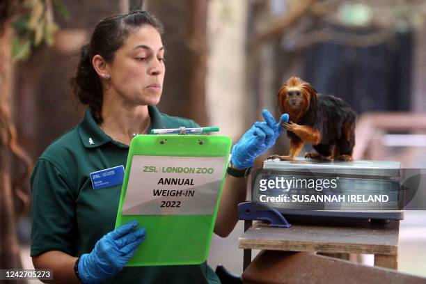 Samira, a golden-headed lion tamarin, is weighed by keeper Veronica Heldt during the annual weigh-in photocall at London Zoo on August 25, 2022. -...