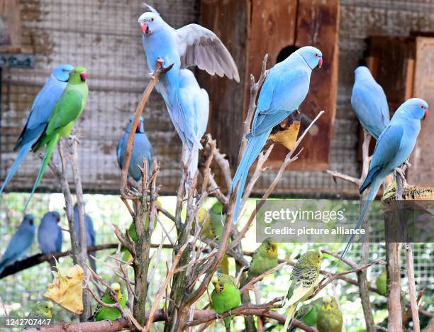 August 2022, Saxony, Langenreichenbach: In an aviary in the parrot and kangaroo yard of hobby breeder Mike Schmidt, blue collared parakeets and...