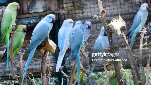 August 2022, Saxony, Langenreichenbach: In an aviary in the parrot and kangaroo yard of hobby breeder Mike Schmidt, blue collared parakeets and green...