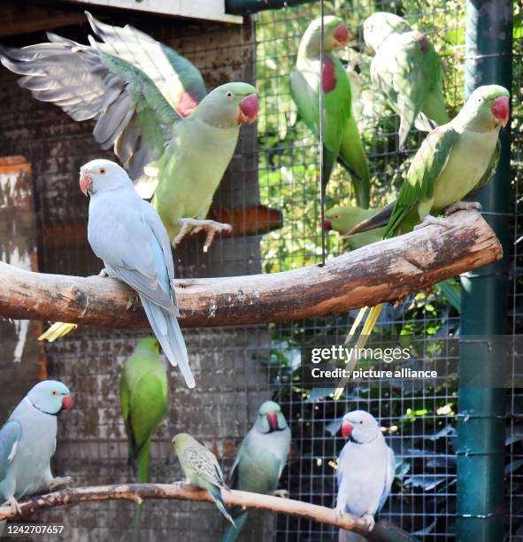 August 2022, Saxony, Langenreichenbach: Green Alexander parakeets and blue collared parakeets sit and fly in an aviary in the parrot and kangaroo...