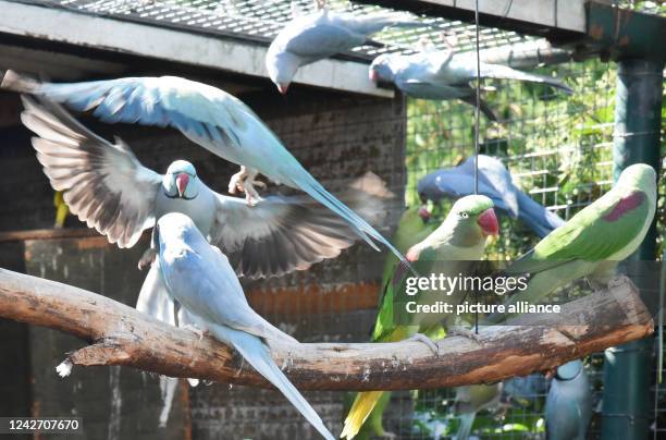 August 2022, Saxony, Langenreichenbach: Green Alexander parakeets and blue collared parakeets sit and fly in an aviary in the parrot and kangaroo...