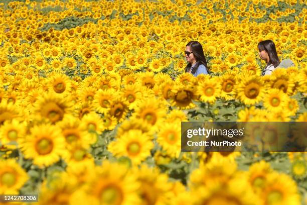 Women walk through a sunflower field in Markham, Ontario, Canada, on August 13, 2022.