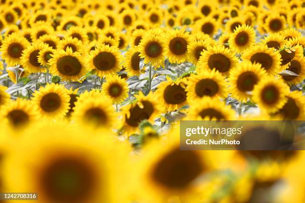 Sunflower field in Markham, Ontario, Canada, on August 13, 2022.