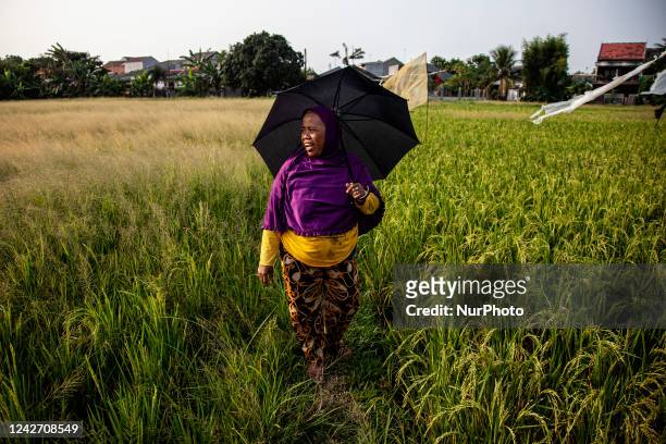 Farmer, Ibu Gonyah , repels a Sparrows attack by pulling a plastic rope connected to a biscuit tin, which is tied to a pole, causing a loud noise...