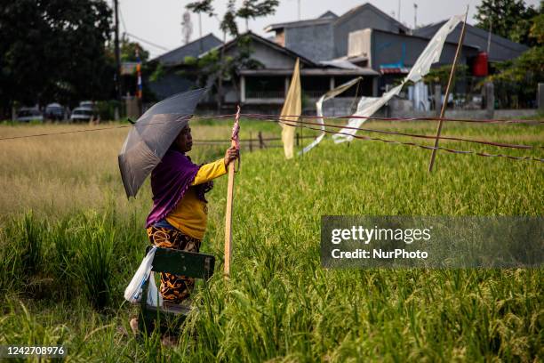 Farmer, Ibu Gonyah , repels a Sparrows attack by pulling a plastic rope connected to a biscuit tin, which is tied to a pole, causing a loud noise...