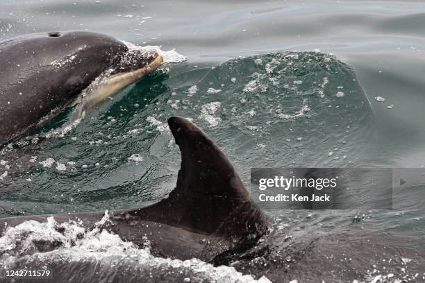 Bottle-nosed dolphins off the Berwick coast, on August 25 in Berwick, England.