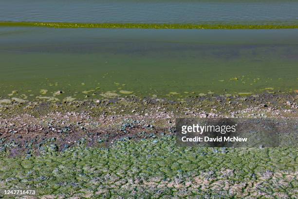 Green algae coats the shore during a harmful algal bloom of blue-green algae, also known as Cyanobacteria, at Lake Elsinore on August 25, 2022 in...