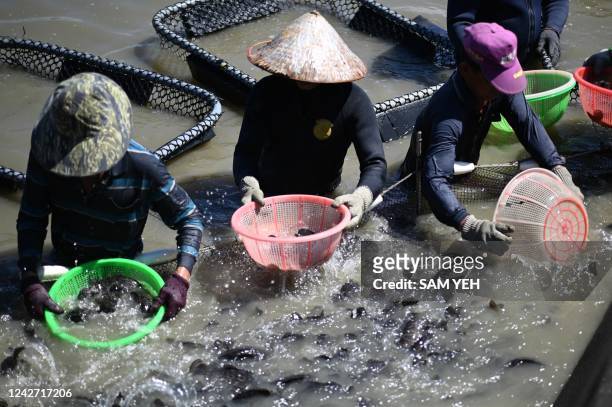 This picture taken on July 9, 2022 shows workers from the Lijia Green Energy and Biotechnology Company collecting groupers with nets at a fish farm...