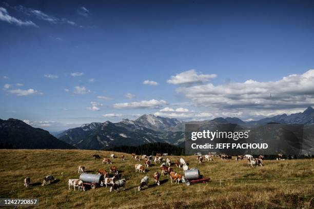 Herd of cows walks and grazes in an alpine pasture above La Clusaz on August 22, 2022.