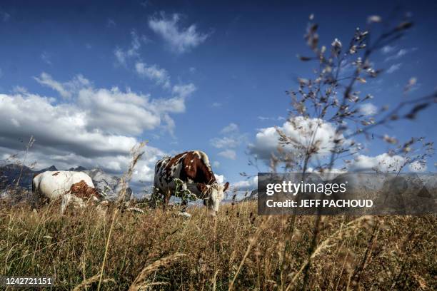 Herd of cows walks and grazes in an alpine pasture above La Clusaz on August 22, 2022.