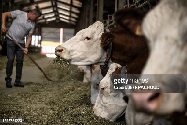 Breeder feeds his cows in a barn in Frangy on August 22, 2022.