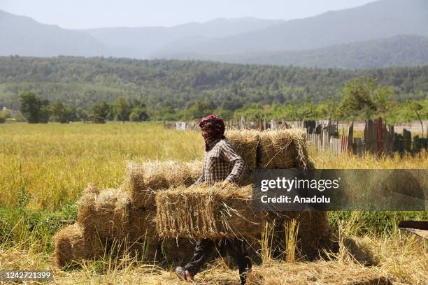 Persian Rice Field Iranian Rice Photos and Premium High Res Pictures - Getty Images