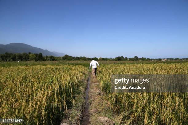 Persian Rice Field Iranian Rice Photos and Premium High Res Pictures - Getty Images
