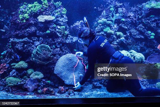 Brain Coral is measured as part of the annual Weigh In at ZSL London Zoo.