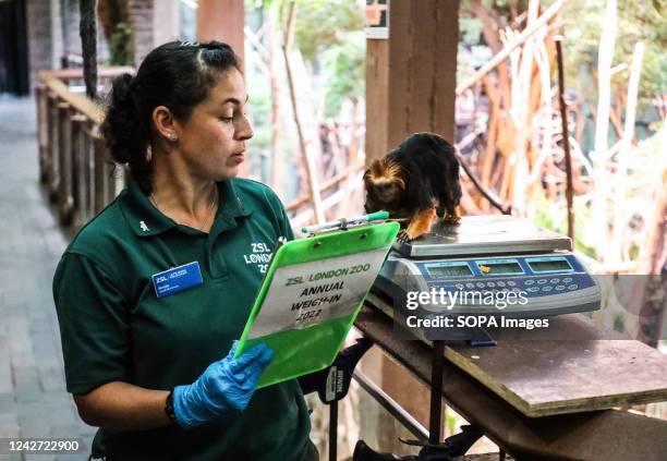 Golden-Headed Lion Tamarin is weighed as part of the annual Weigh In at ZSL London Zoo.