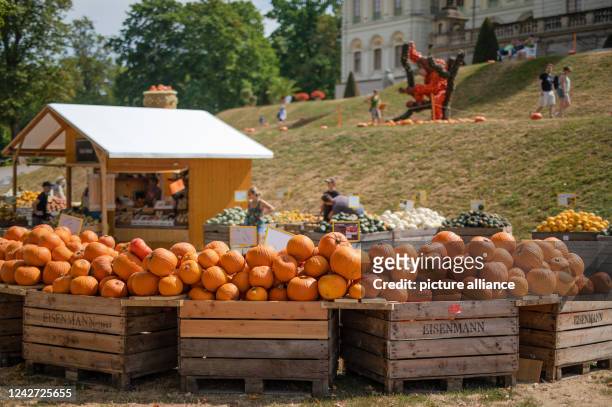 August 2022, Baden-Wuerttemberg, Ludwigsburg: Various types of pumpkins are on display for visitors to purchase at the beginning of the Ludwigsburg...