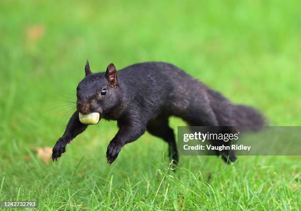 Squirrel runs down the 11th fairway during the second round of the CP Women's Open at Ottawa Hunt and Golf Club on August 26, 2022 in Ottawa,...