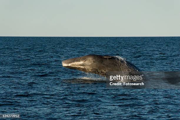 sperm whale. (physeter macrocephalus). a breaching sperm whale showing its underside and mouth. gulf of california. - pottwal stock-fotos und bilder