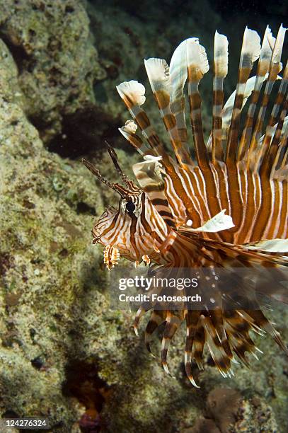 lionfish (pterois volitans). borneo, malaysia - pterois radiata stock pictures, royalty-free photos & images